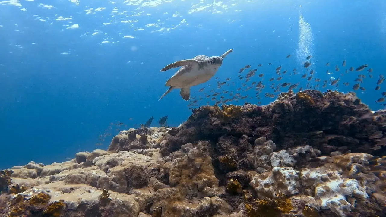 Santa Maria Dive Center