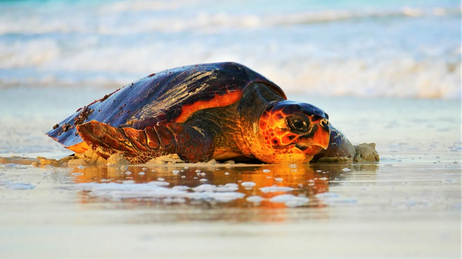 Sealife Experience, Nature Excursions in Sal Island - Cape Verde