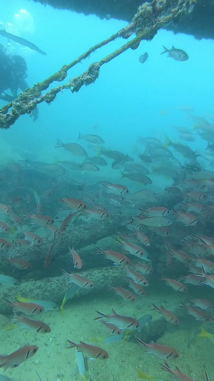 Santa Maria Dive Center photo 2