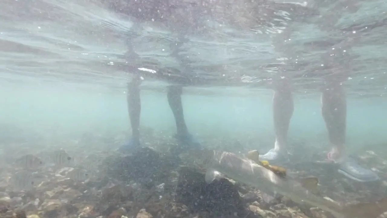 Sealife Experience, Nature Excursions in Sal Island - Cape Verde photo 2