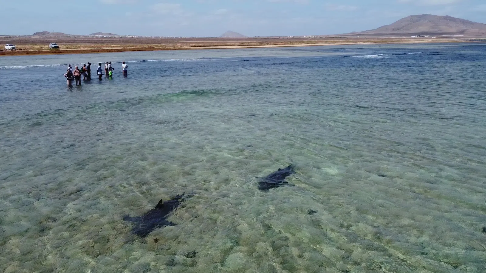 Sealife Experience, Nature Excursions in Sal Island - Cape Verde photo 3