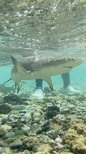 Shark Bay
