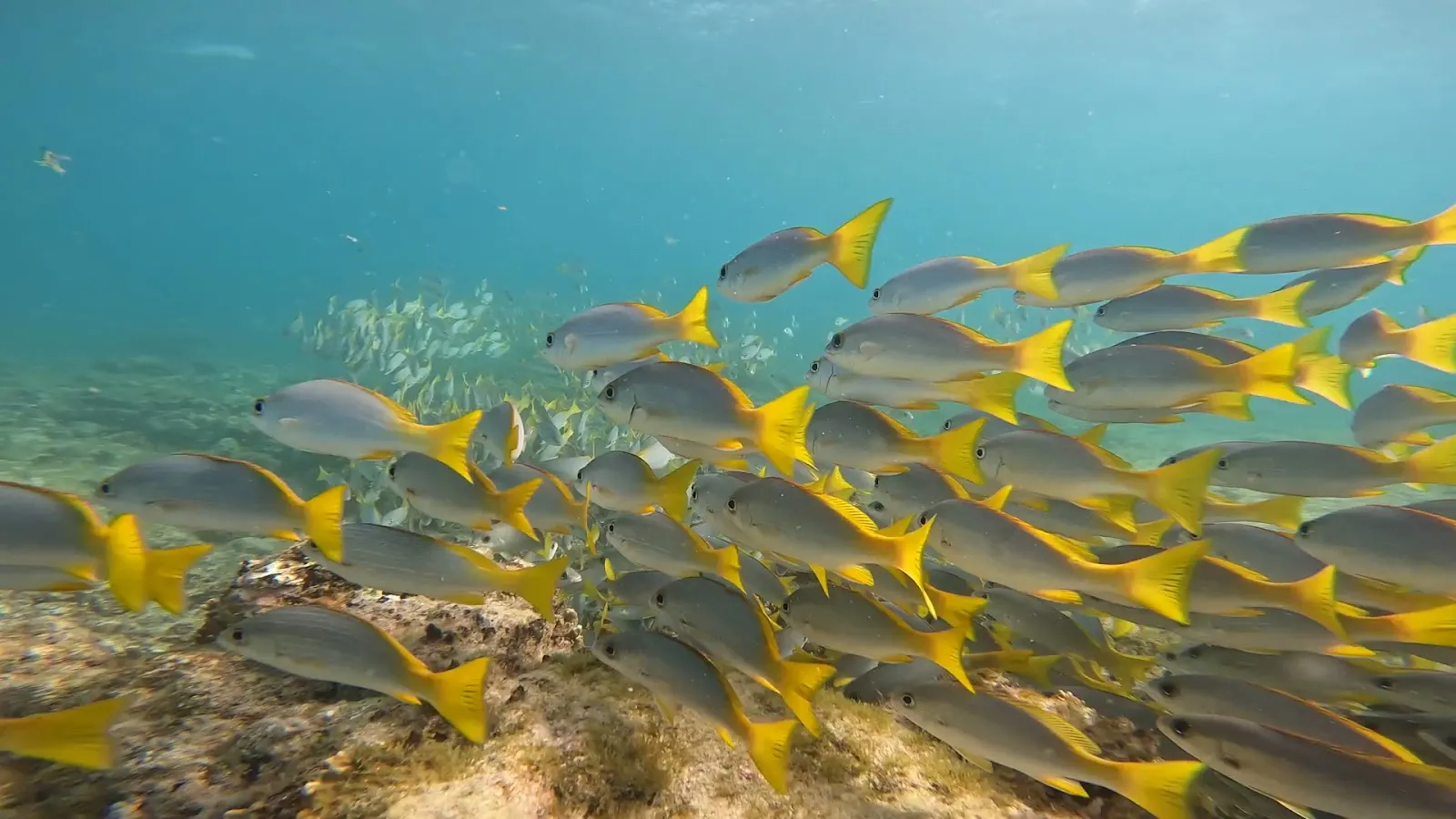 Cabo Verde Diving Aquarium photo 3